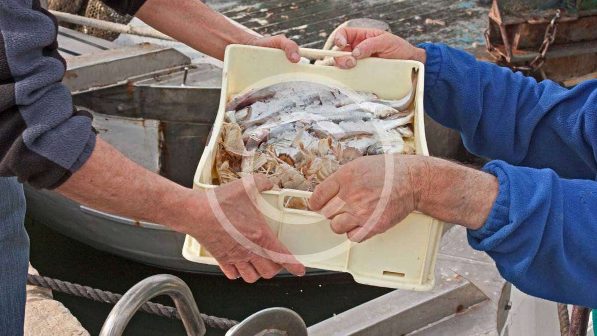 Seafood Industry